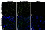 ZO-1 Antibody