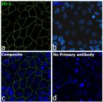 ZO-1 Antibody in Immunocytochemistry (ICC/IF)