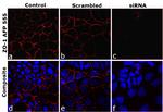 ZO-1 Antibody