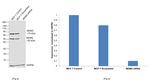 MDM2 Antibody