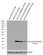 HA Tag Antibody in Western Blot (WB)