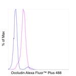 Occludin Antibody