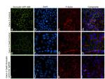 Occludin Antibody in Immunocytochemistry (ICC/IF)