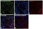 Occludin Antibody in Immunocytochemistry (ICC/IF)