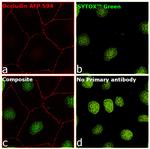 Occludin Antibody in Immunocytochemistry (ICC/IF)