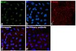 Ki-67 Antibody in Immunocytochemistry (ICC/IF)