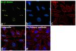 Ki-67 Antibody in Immunocytochemistry (ICC/IF)