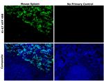 Ki-67 Antibody in Immunohistochemistry (Paraffin) (IHC (P))