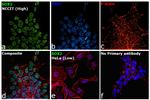 SOX2 Antibody in Immunocytochemistry (ICC/IF)