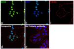 SOX2 Antibody in Immunocytochemistry (ICC/IF)