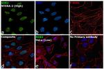 SOX2 Antibody