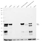 SOX2 Antibody in Western Blot (WB)