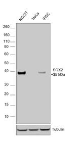 SOX2 Antibody in Western Blot (WB)