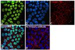 SOX2 Antibody in Immunocytochemistry (ICC/IF)