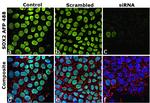 SOX2 Antibody in Immunocytochemistry (ICC/IF)