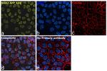 SOX2 Antibody in Immunocytochemistry (ICC/IF)