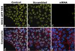 SOX2 Antibody in Immunocytochemistry (ICC/IF)