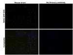 SOX2 Antibody in Immunohistochemistry (Paraffin) (IHC (P))