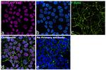 SOX2 Antibody in Immunocytochemistry (ICC/IF)