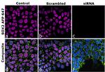 SOX2 Antibody