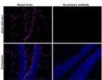 SOX2 Antibody in Immunohistochemistry (Paraffin) (IHC (P))