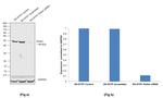 Parkin Antibody in Western Blot (WB)