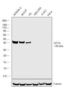 OCT4 Antibody