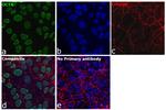 OCT4 Antibody in Immunocytochemistry (ICC/IF)