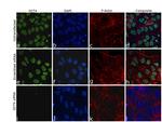 OCT4 Antibody in Immunocytochemistry (ICC/IF)