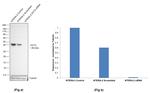 OCT4 Antibody