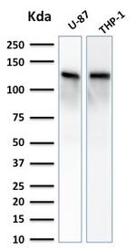 Vinculin Antibody in Western Blot (WB)