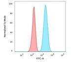 Vinculin Antibody in Flow Cytometry (Flow)