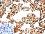 Vinculin (Marker of Age-related Macular Degeneration) Antibody in Immunohistochemistry (Paraffin) (IHC (P))