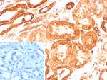 Vinculin (Marker of Age-related Macular Degeneration) Antibody in Immunohistochemistry (Paraffin) (IHC (P))