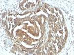 VEGF (Vascular Endothelial Growth Factor) Antibody in Immunohistochemistry (Paraffin) (IHC (P))