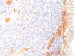 VEGF (Vascular Endothelial Growth Factor) Antibody in Immunohistochemistry (Paraffin) (IHC (P))