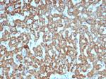 VEGF (Vascular Endothelial Growth Factor) Antibody in Immunohistochemistry (Paraffin) (IHC (P))