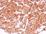 VEGF (Vascular Endothelial Growth Factor) Antibody in Immunohistochemistry (Paraffin) (IHC (P))