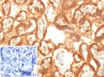 VEGF (Vascular Endothelial Growth Factor) Antibody in Immunohistochemistry (Paraffin) (IHC (P))