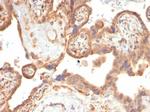 VEGF (Vascular Endothelial Growth Factor) Antibody in Immunohistochemistry (Paraffin) (IHC (P))