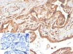 VEGF (Vascular Endothelial Growth Factor) Antibody in Immunohistochemistry (Paraffin) (IHC (P))