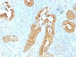 Villin (GI-Mucosal and Urogenital Brush Border Marker) Antibody in Immunohistochemistry (Paraffin) (IHC (P))