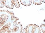 Villin (GI-Mucosal and Urogenital Brush Border Marker) Antibody in Immunohistochemistry (Paraffin) (IHC (P))