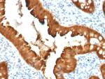 Villin (GI-Mucosal and Urogenital Brush Border Marker) Antibody in Immunohistochemistry (Paraffin) (IHC (P))