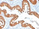 Villin Antibody in Immunohistochemistry (Paraffin) (IHC (P))