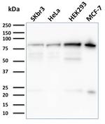 Ezrin/p81 Antibody in Western Blot (WB)