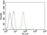 Vimentin (Mesenchymal Cell Marker) Antibody in Flow Cytometry (Flow)