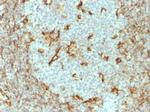 Vimentin (Mesenchymal Cell Marker) Antibody in Immunohistochemistry (Paraffin) (IHC (P))