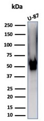 Vimentin Antibody in Western Blot (WB)