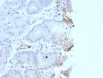 von Willebrand Factor/Factor VIII Related-Ag (Endothelial Marker) Antibody in Immunohistochemistry (Paraffin) (IHC (P))